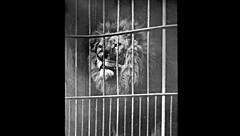 Discover My Hidden Antique Secret Life Revealed!