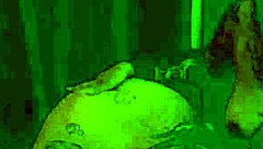 Girls Lick Feet And Slurp Wet Pussies!