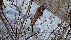 I turned nina rivera into my submissive cock sucking whore again