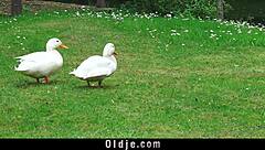 Cherry bright spreads cheeks for grandpas thick cock anal creampie in hardcore ride