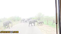 Big tits ebony babe toys her huge clit POV close-up till hardcore cum