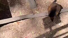 i'm lovin this real australian slut jade harper deepthroating my huge cock and gettin fucked rough in her juicy wet pussy