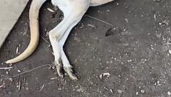 i'm lovin this real australian slut jade harper deepthroating my huge cock and gettin fucked rough in her juicy wet pussy