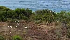 Liten MILF blowjob-uppvisning i naturen under Cypern-resa