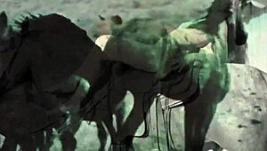 dark lantern vintage entertainment