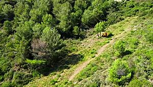 Drone catches amateur couple fucking in public