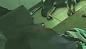 Σέξι γυναίκα, πόσο σκληρά μπορείς να καβαλάς το πούτσο μου;