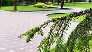 Our forest hike turned into hot fucking with a fat brunette and her big ass