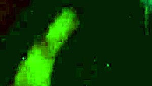 anna varentino swallows cum in hot room