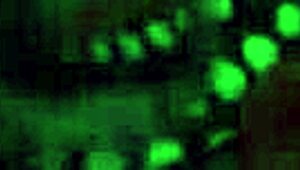 OMG, I swear this is the best gift ever with Joyliii, her big tits drivin’ me crazy!