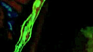 Vintage British lesbian lovers in swinging sixties