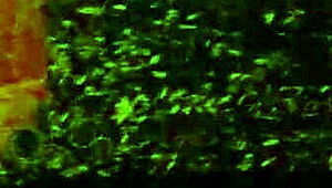 Juicy milf bent over for anal fucking by younger amateur