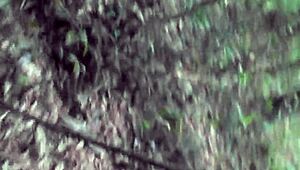 phatcat fucking in woods