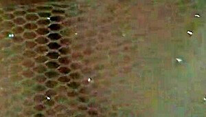 Provoquei o uber e deixei ele brincar com minha bucetinha.