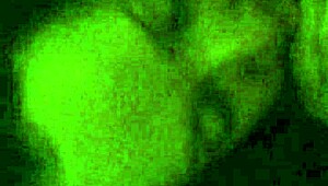 did you see anna maria giving a retro blowjob to her hubby years ago?