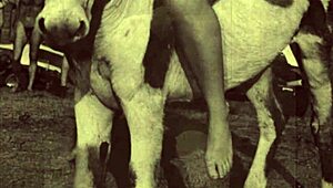 Dark Lantern Entertainment разказва приказка за красавица и звяр в ретро стил