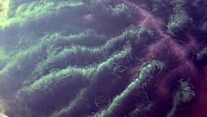 yo big daddy chevy impala, gonna ride that deepthroat on snapchat biiggdaddyy94?