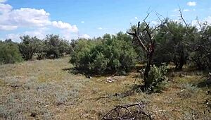 Savannah Vixen, the mature beauty, gets wild outdoors with amateurs.
