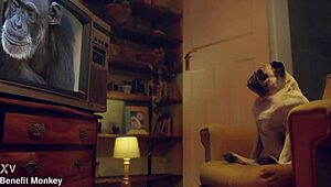 Wow! Candee Licious Stuns in Lingerie for Benefit Monkey!