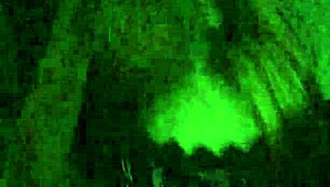 Late night cock sucking