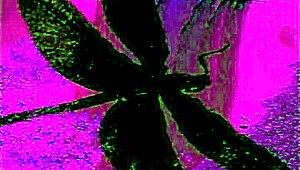 Dark Lantern Entertainment Presents The Dragonfly Scene 2 Pt 2