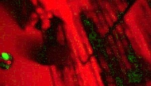 Imagine fucking Kali Ryder in that intense sex dungeon with WCA Productions