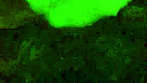 big bouncing titties while asian milf bounces on a hard cock