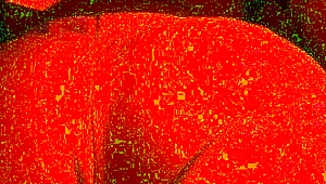 Hva skjer når du knuller transmanns fitte ansikt ned i nærbilde