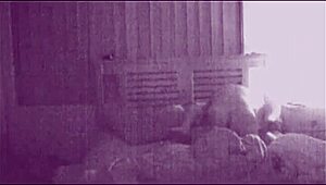 Amateur brunette couple fucks loudly with boyfriend and girlfriend moaning in orgasm