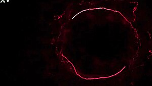 Trailer features Allison Bloom in a shower scene with anal fisting and submissive elements.