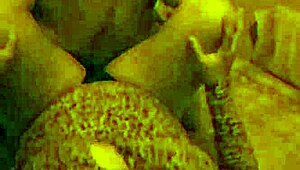 did that single big dick guy bend you over at the party and pound your latina wife ass doggystyle on holiday?