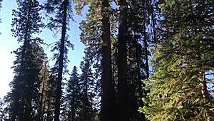 we're fucking hard right on the sequoias trail with huge tits bouncing