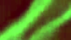 Wow! Kylei Ellish chugs massive cum load after sloppy POV deepthroat blowjob!