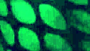 sexy nylon footjob with leggings tease