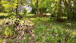 doggystyle blowjob on big cock in brittany woods