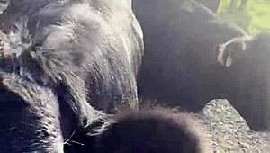 Cute Big Tit Blonde Takes Hard Anal in Tight Ass