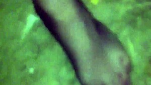 She wanders woods wearing only g-string fishnet stockings