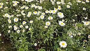 i spy neighbor fingering pussy to wild orgasm in flowers