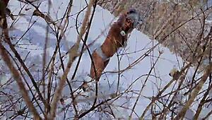 I turned nina rivera into my submissive cock sucking whore again