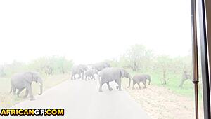 Big tits ebony babe toys her huge clit POV close-up till hardcore cum