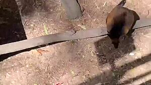 i'm lovin this real australian slut jade harper deepthroating my huge cock and gettin fucked rough in her juicy wet pussy