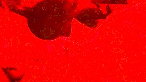 Wife blindfolded gives chubby deepthroat blowjob close-up swallows cum side view