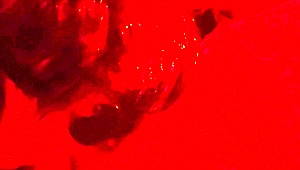 Wife blindfolded gives chubby deepthroat blowjob close-up swallows cum side view