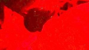 Wife blindfolded gives chubby deepthroat blowjob close-up swallows cum side view