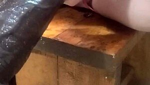 Huge Hankeys Dildos Pound Relentlessly on Fucking Machine