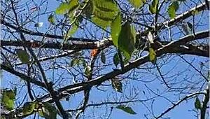 hey, doesn't this horny wife gobble cocks like a slut while her pussy squirts? god nameless moon rena goes wild with toys and creampies