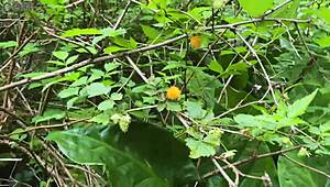 Chubby crossdresser Missalina Paige shows off fetish cards 💋