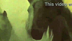 فيلم إيروتيك صامت قديم