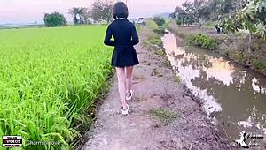 beautiful rice fields look peaceful today